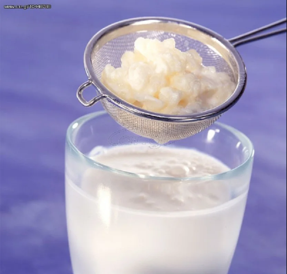 Βιολογικό-Κεφίρ-Γάλακτος-Καυκάσου-Σπόροι-Μύκητας-Κεφίρ-Kefir-Seeds-Grains