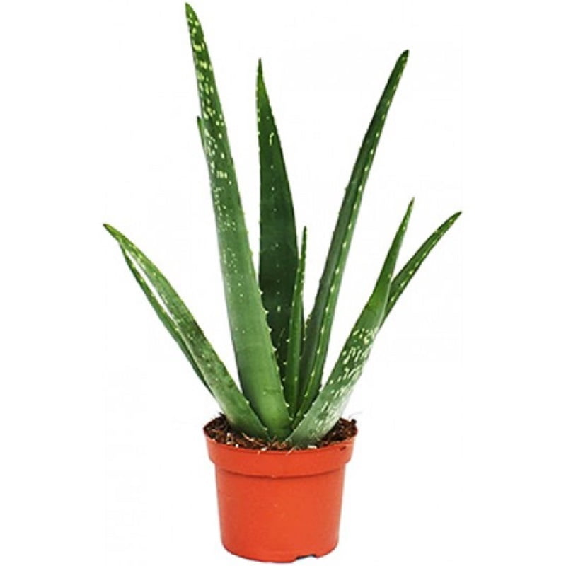 Αλόη (Aloe vera)