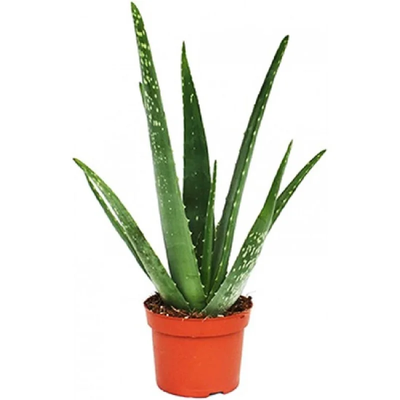 aloe vera αλοη βερα αυθεντικη φαρμακευτικη