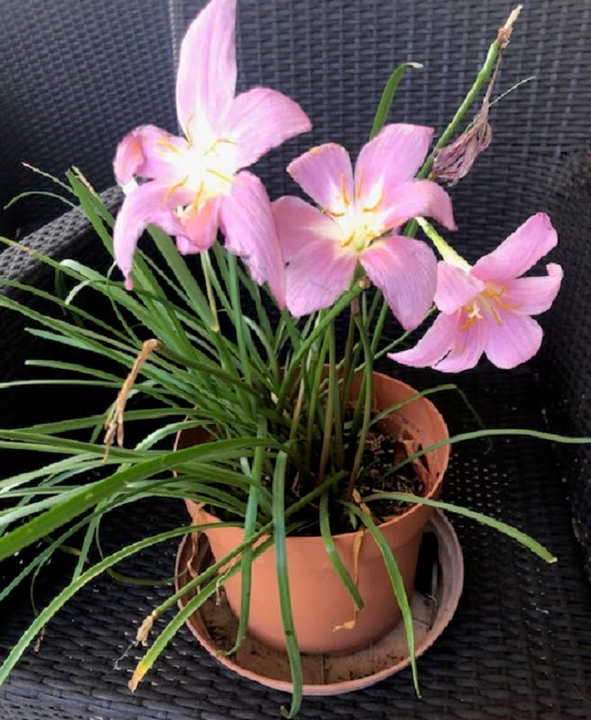 Ροζ κρίνος βολβός λουλούδι φυτό