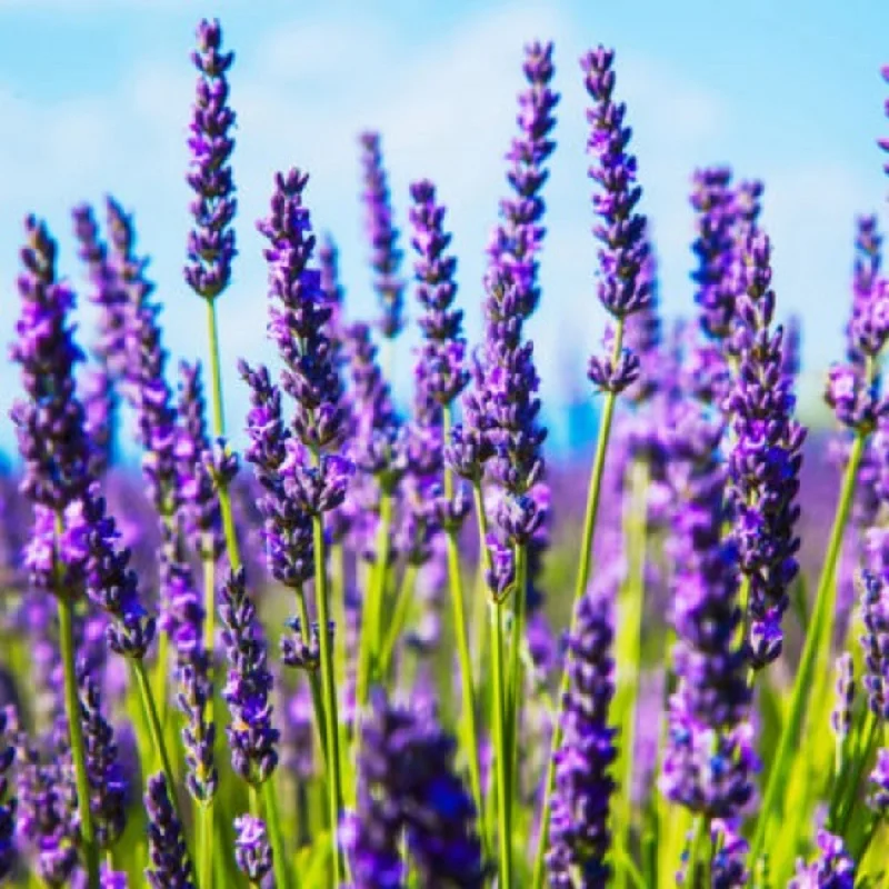 αιθέριο έλαιο λεβάντας Lavandula Angustifolia Lavender Pure Essential Oil