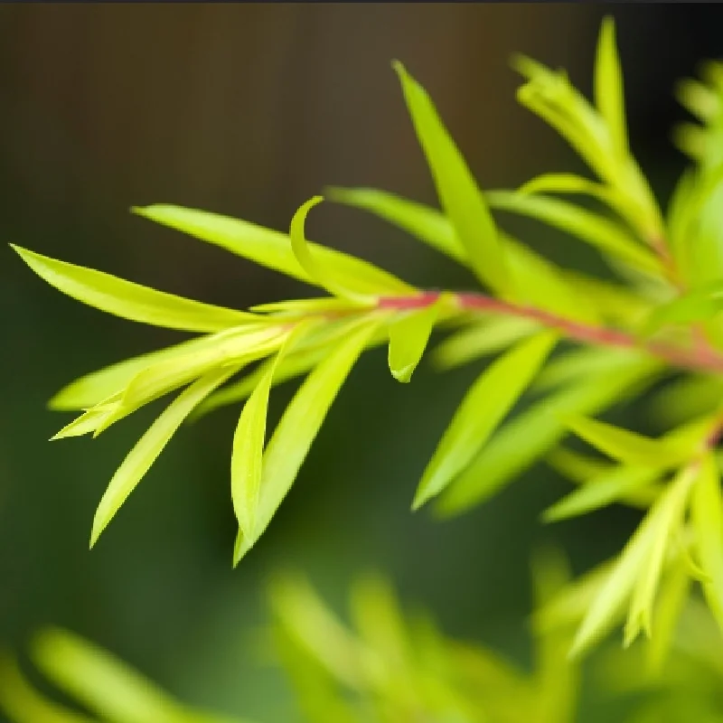 Τεϊόδεντρο Αιθέριο Έλαιο Tea Tree Essential Oil