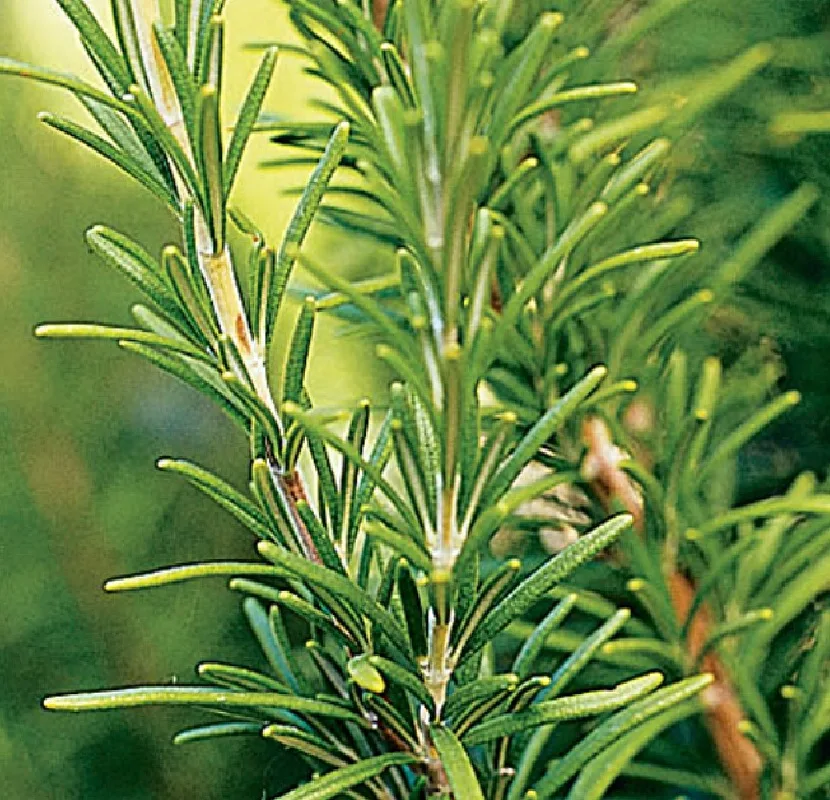 Δενδρολίβανο Αιθέριο Έλαιο Rosmarinus Oil