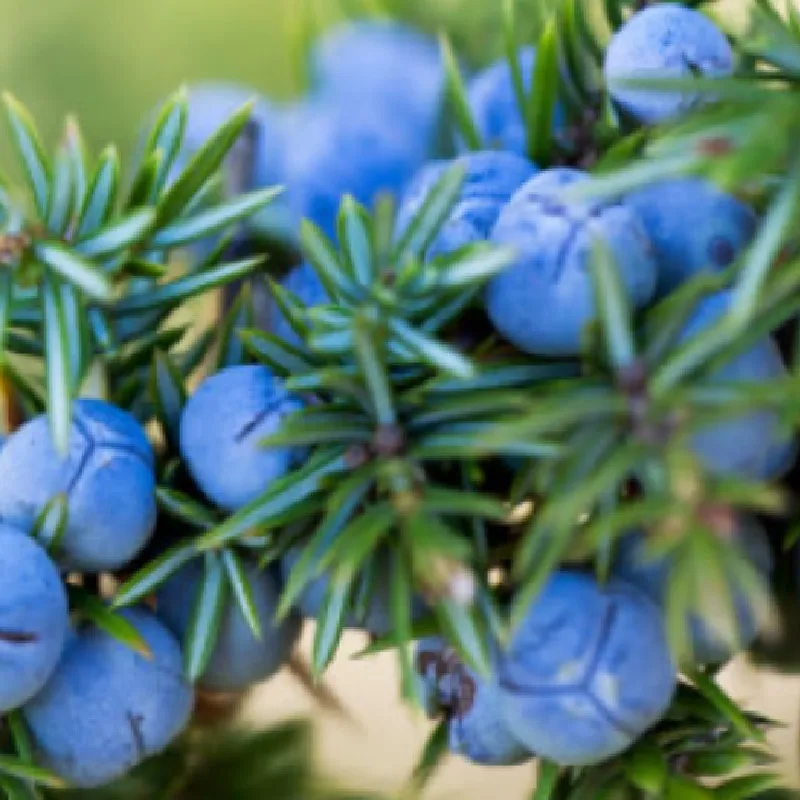 Άρκευθος-Αγριοκυπάρισσο-Αιθέριο-Έλαιο-Juniper-Oil.